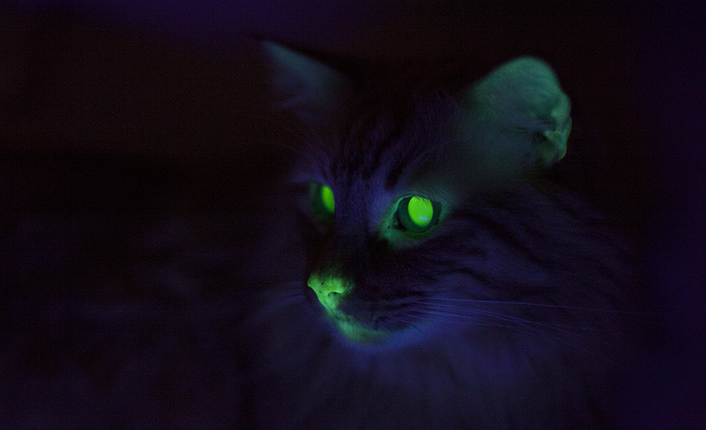 49 Cat  Dinding  Glow  In The Dark  Ide Top 